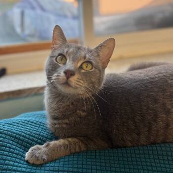 Rescue Domestic Short Hair Cats for Adoption in Pittsburgh, Pennsylvania - Maggie | PetCurious
