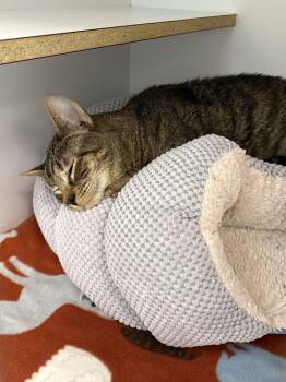 Domestic Short Hair Cats Available for Adoption in Trenton, Maine - Great Catsby | PetCurious