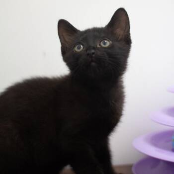 Zeus -  Domestic Short Hair Cat for Adoption in Cumming, Georgia - Zeus | PetCurious