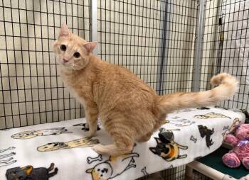 Orin -  Domestic Short Hair Cat for Adoption in Raleigh, North Carolina - Orin | PetCurious
