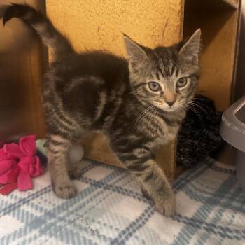 Monopoly -  Domestic Short Hair Cat for Adoption in Dearborn, Michigan - Monopoly | PetCurious