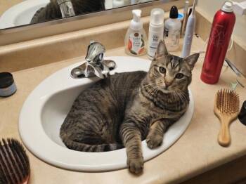 Boots -  Tabby Cat for Adoption in Millville, Utah - Boots | PetCurious