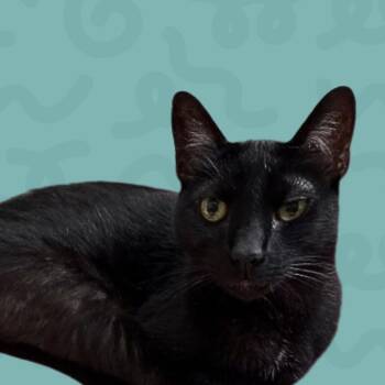 Batman -  Domestic Short Hair Cat for Adoption in Reno, Nevada - Batman | PetCurious