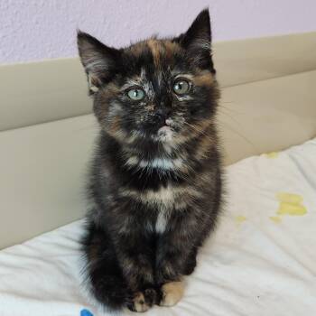 Bonnie -  Tortoiseshell Cat for Adoption in Marshfield, Wisconsin - Bonnie | PetCurious
