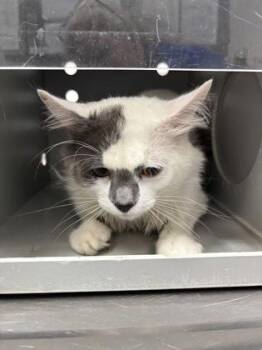Gaston 958-26 -  Domestic Medium Hair and Domestic Short Hair Cat for Adoption in Cumming, Georgia - Gaston 958-26 | PetCurious