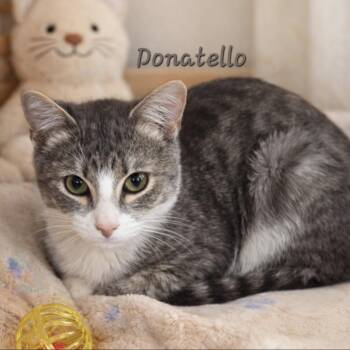 Domestic Short Hair Cats Available for Adoption - Donatello  | PetCurious