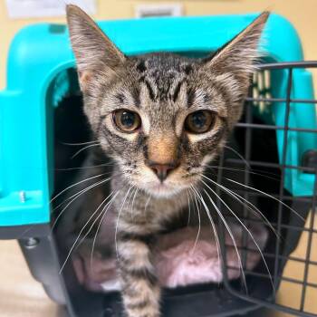 Jake -  Domestic Short Hair Cat for Adoption in Woodinville, Washington - Jake | PetCurious