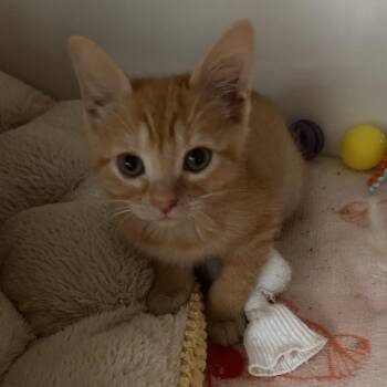 Domestic Short Hair Cats Available for Adoption in Phoenix, Arizona - Blinky | PetCurious