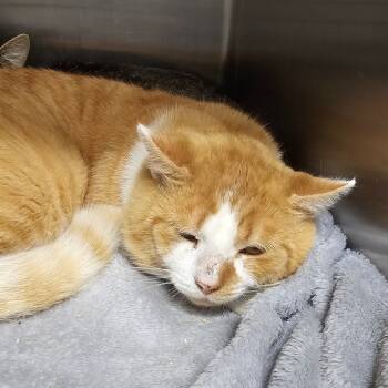 Rescue Domestic Short Hair Cats for Adoption in Chatham, Virginia - Enzo | PetCurious