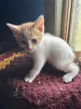 Rescue Tabby Cats for Adoption in Winnipeg, Manitoba - Simba | PetCurious