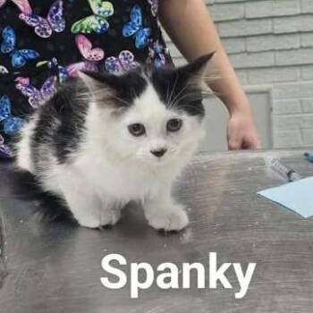 Spanky -  Domestic Medium Hair Cat for Adoption in Rocky Mount, Virginia - Spanky | PetCurious