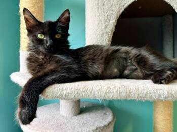 Michelin -  Domestic Medium Hair Cat for Adoption in Cincinnati, Ohio - Michelin | PetCurious