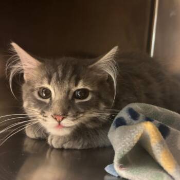 Stonefur 7950 -  Domestic Medium Hair Cat for Adoption in Columbus, Georgia - Stonefur 7950 | PetCurious
