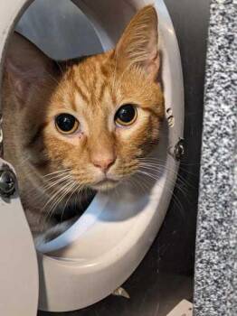 Spark -  Domestic Short Hair Cat for Adoption in Daytona Beach, Florida - Spark | PetCurious