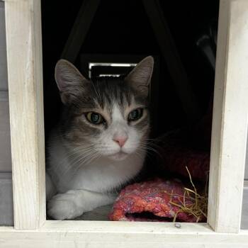 Domestic Short Hair Cats Available for Adoption - Crystal | PetCurious