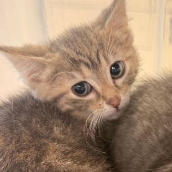 Europa -  Domestic Short Hair Cat for Adoption in Evansville, Indiana - Europa | PetCurious