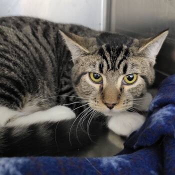 Rescue Domestic Short Hair Cats for Adoption in Idaho Falls, Idaho - Leelah | PetCurious