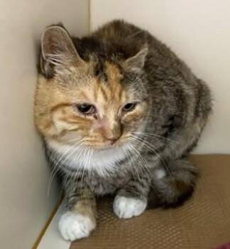 Domestic Short Hair Cats Available for Adoption - BANANA BREAD | PetCurious