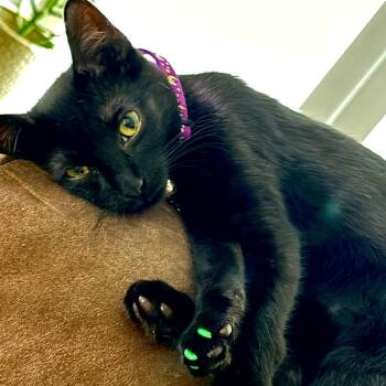 Domestic Short Hair Cats Available for Adoption in Webster, Texas - Raven | PetCurious