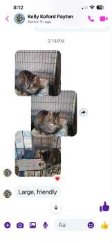 Mr. Oliver -  Domestic Short Hair Cat for Adoption in Ogden, Utah - Mr. Oliver | PetCurious