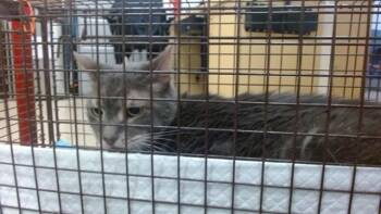 SABRINA -  Domestic Short Hair Cat for Adoption in Doral, Florida - SABRINA | PetCurious