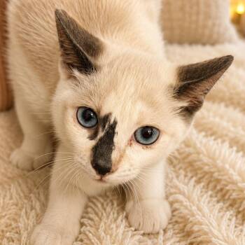 Trini -  Siamese Cat for Adoption in Santa Ana, California - Trini | PetCurious