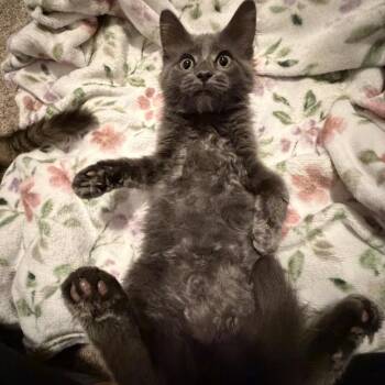Clancey -  Domestic Medium Hair Cat for Adoption in Springfield, Illinois - Clancey | PetCurious