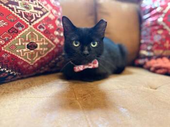 Bombay and Domestic Short Hair Cats Available for Adoption in Friendswood, Texas - Night Jenkins | PetCurious