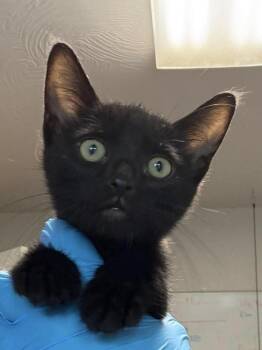 Diablo -  Domestic Short Hair Cat for Adoption in Bolivar, Missouri - Diablo | PetCurious