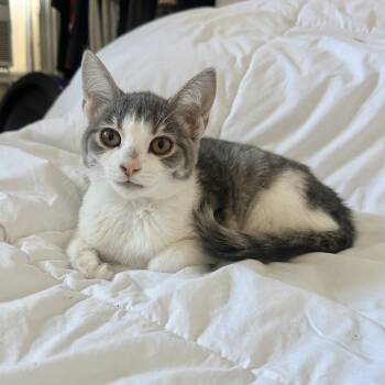 Love is Like a Butterfly -  Domestic Short Hair Cat for Adoption in Richmond, Virginia - Love Is Like A Butterfly | PetCurious