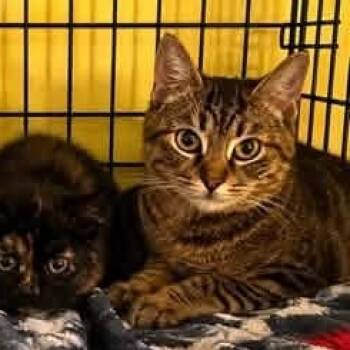 Cecilia -  Tabby Cat for Adoption in Toronto, Ontario - Cecilia | PetCurious