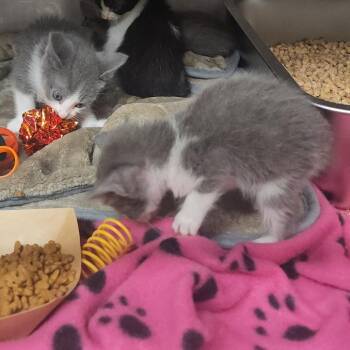 Domestic Medium Hair Cats Available for Adoption in Evensville, Tennessee - Lydia | PetCurious