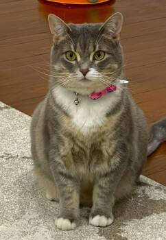 C256 Litter Mia -  Domestic Short Hair Cat for Adoption in Livonia, Michigan - C256 Litter Mia | PetCurious