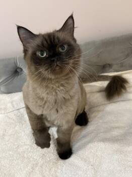 PHOEBE -  Ragdoll Cat for Adoption in Kenosha, Wisconsin - PHOEBE | PetCurious