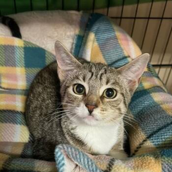 Tony -  Domestic Short Hair Cat for Adoption in Blasdell, New York - Tony | PetCurious