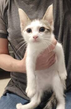 Flint -  Domestic Short Hair Cat for Adoption in Dickson, Tennessee - Flint | PetCurious
