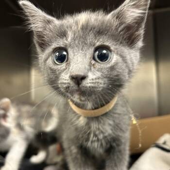 Clover -  Domestic Short Hair Cat for Adoption in Nashville, Tennessee - Clover | PetCurious