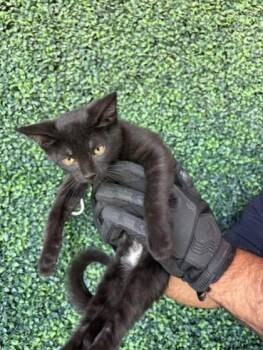 61243488 -  Domestic Short Hair Cat for Adoption in El Paso, Texas - 61243488 | PetCurious