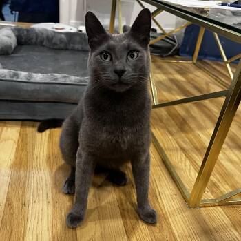 Rescue American Shorthair Cats for Adoption in San Francisco, California - Greyford | PetCurious