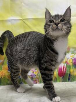 Domestic Short Hair Cats Available for Adoption in San Antonio, Texas - Mare | PetCurious