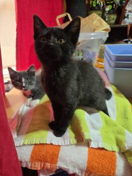 Jitterbug -  Domestic Short Hair Cat for Adoption in Sioux Falls, South Dakota - Jitterbug | PetCurious