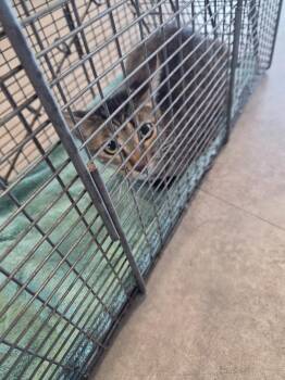 Muffy -  Domestic Short Hair Cat for Adoption in Bossier City, Louisiana - Muffy | PetCurious
