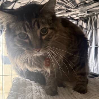 Rescue Domestic Long Hair Cats for Adoption in Normal, Illinois - Sammy | PetCurious