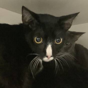 Yakko -  Domestic Short Hair Cat for Adoption in Redwood City, California - Yakko | PetCurious