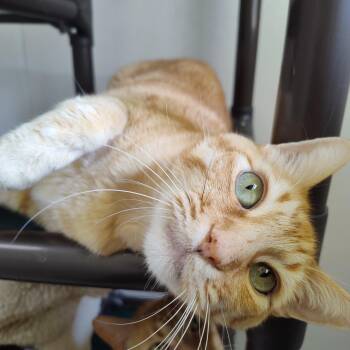 Rescue Domestic Short Hair Cats for Adoption in Stockbridge, Michigan - Queso | PetCurious