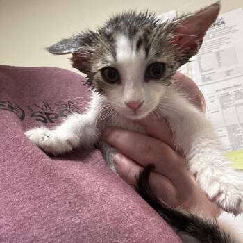 Detective Mittens -  Domestic Short Hair Cat for Adoption in Tulsa, Oklahoma - Detective Mittens | PetCurious
