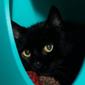 Poppy -  Domestic Short Hair Cat for Adoption in Middletown, Rhode Island - Poppy | PetCurious