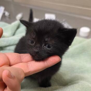 Octavia -  Domestic Short Hair Cat for Adoption in Bristol, Indiana - Octavia | PetCurious