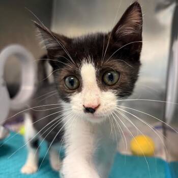Cricket -  Domestic Short Hair Cat for Adoption in West Palm Beach, Florida - Cricket | PetCurious