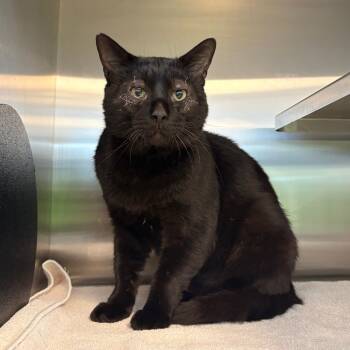 Rescue Domestic Short Hair Cats for Adoption in Wheeling, Illinois - Gunther | PetCurious